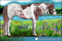 Horse Color:Plaid  White Spotted Liver Chestnut Tobiano 