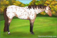 Horse Color:Bay Dun Sabino Appaloosa 