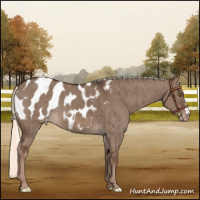 Horse Color:Liver Red Dun Mushroom Appaloosa Brindle 