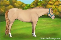Horse Color:Gold Champagne 