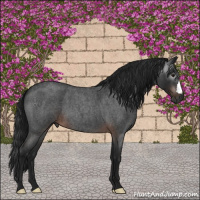 Horse Color:Gray Brown Roan 
