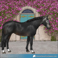 Horse Color:Gray Brown 