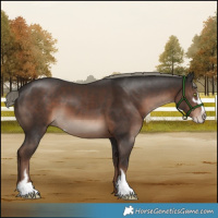 Horse Color:Liver Chestnut Mushroom Sabino 