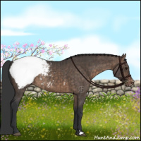 Horse Color:Brown Dun Appaloosa Brindle 