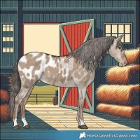 Horse Color:Liver Red Dun Appaloosa Brindle 