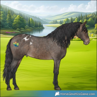 Horse Color:Brown Dun Appaloosa Brindle 