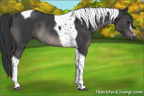 Horse Color:Black Tobiano Rabicano 