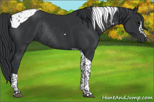 Horse Color:Black Tobiano Rabicano 