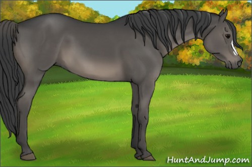 Horse Color:Black 