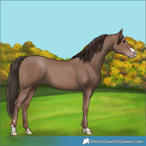 Horse Color:Classic Champagne 