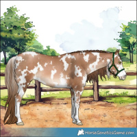 Horse Color:White Spotted Liver Chestnut Pearl Sabino 