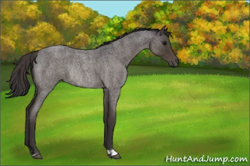 Horse Color:Smoky Blue Roan Rabicano 