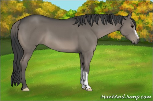 Horse Color:Grullo 