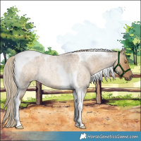 Horse Color:Chocolate Palomino Roan Dun Tobiano Rabicano