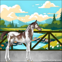 Horse Color:Gray White Spotted Chocolate Brown Dun Tobiano Brindle 