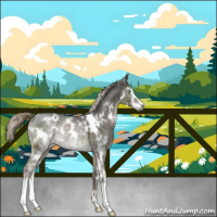 Horse Color:Gray White Spotted Liver Red Dun Ice Mushroom Sabino Rabicano 