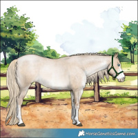 Horse Color:White Spotted Chocolate Palomino Roan Pearl Dun 
