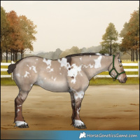 Horse Color:White Spotted Liver Red Dun