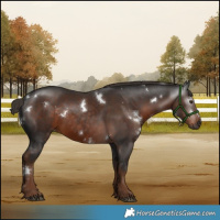 Horse Color:Gray White Spotted Liver Chestnut 
