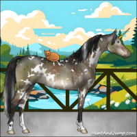 Horse Color:Gray White Spotted Brown Dun Mushroom Brindle 