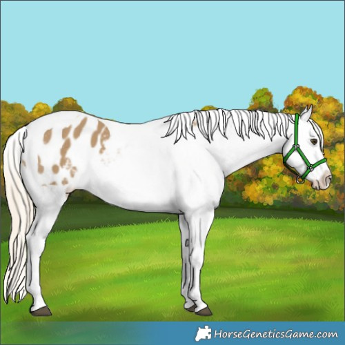 Horse Color:Chocolate Palomino Dun Tobiano Appaloosa 