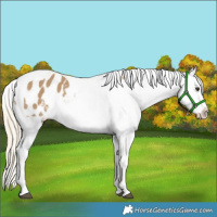 Horse Color:Chocolate Palomino Dun Tobiano Appaloosa