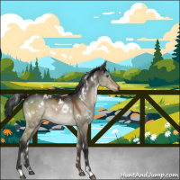Horse Color:Gray White Spotted Brown Dun 