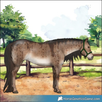 Horse Color:Liver Red Dun Brindle 