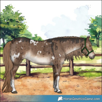 Horse Color:White Spotted Liver Red Dun Brindle 