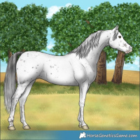 Horse Color:Liver Chestnut Sabino Rabicano