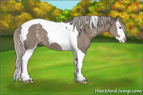 Horse Color:White Spotted Silver Grullo Splash Tobiano 
