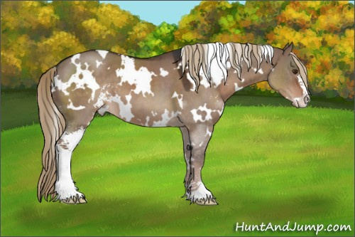 Horse Color:White Spotted Liver Red Dun Sabino 