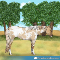 Horse Color:White Spotted Chocolate Palomino Roan Dun Mushroom 