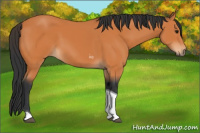 Horse Color:Bay Tobiano 