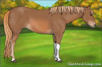 Horse Color:Chestnut Tobiano 