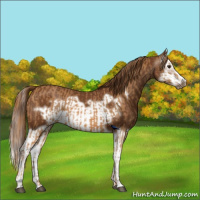 Horse Color:Chestnut Splash Frame  and Gray Chestnut Splash Frame 