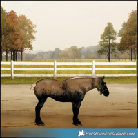 Horse Color:Void White Spotted Chocolate Palomino Dun 