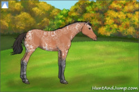 Horse Color:Bay Ice 