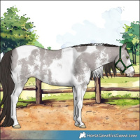 Horse Color:Platinum Liver Red Dun Sabino Tobiano
