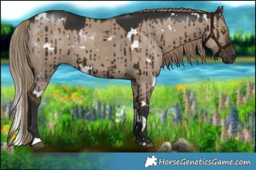 Horse Color:White Spotted Liver Red Dun Brindle