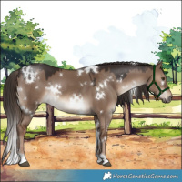 Horse Color:White Spotted Liver Red Dun 