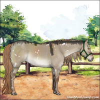 Horse Color:White Spotted Liver Red Dun 
