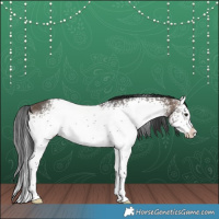 Horse Color:White Spotted Brown Dun Sabino Splash Rabicano 