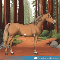 Horse Color:Chestnut Splash Frame 