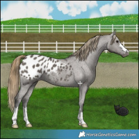 Horse Color:Smoky Grullo Appaloosa