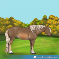 Horse Color:Chocolate Palomino 