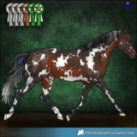 Horse Color:White Spotted Brown 