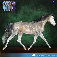 Horse Color:Buckskin Sabino Splash
