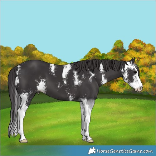 Horse Color:Smoky Black Sabino 