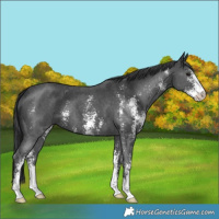 Horse Color:Black Sabino
